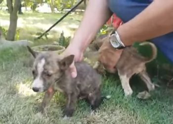 Alcalde de San Miguel rescata 7 perros abandonados en el parque Rosales