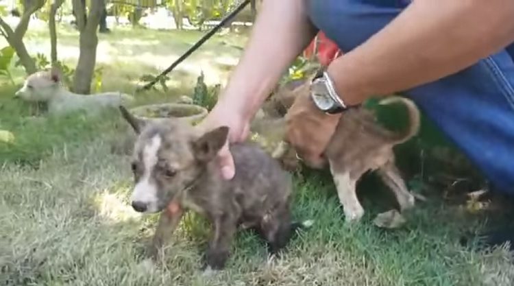Alcalde de San Miguel rescata 7 perros abandonados en el parque Rosales