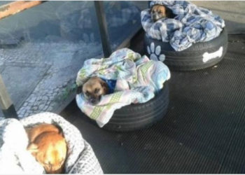 Empleados de autobuses en Brasil elaboran dormitorio para perritos de la calle