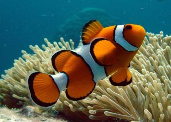 Pez Payaso en riesgo de extinción debido al cambio climático