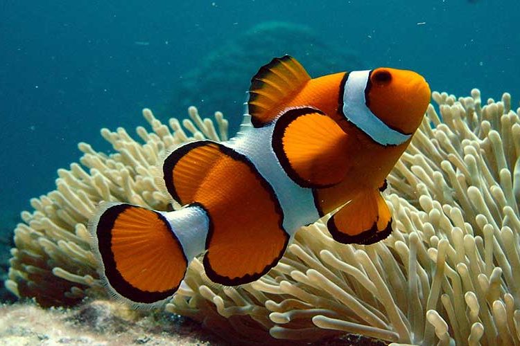 Pez Payaso en riesgo de extinción debido al cambio climático