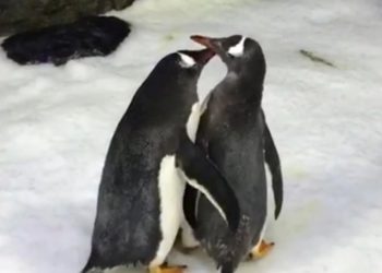 Pareja de pingüinos gay adopta su segundo huevo en el acuario de Sídney