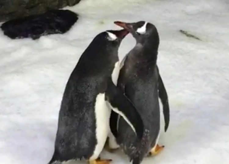 Pareja de pingüinos gay adopta su segundo huevo en el acuario de Sídney