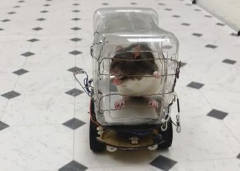 (VIDEO) Ratas aprenden a manejar autos pequeños a cambio de cereal