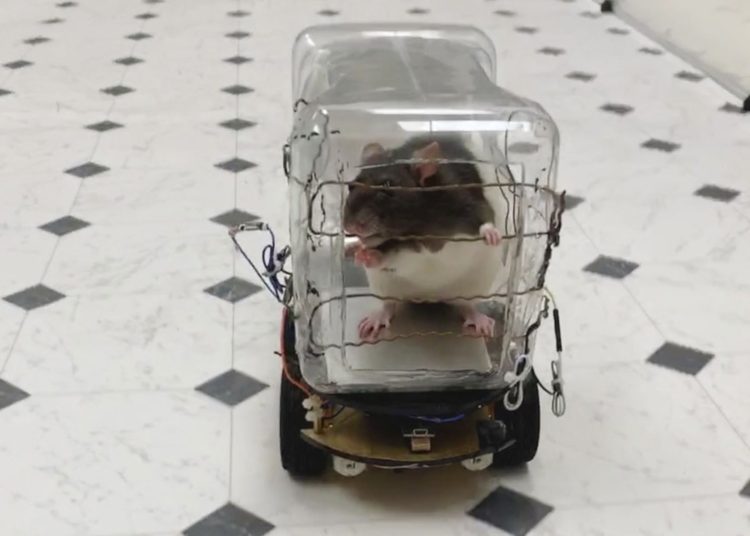 (VIDEO) Ratas aprenden a manejar autos pequeños a cambio de cereal