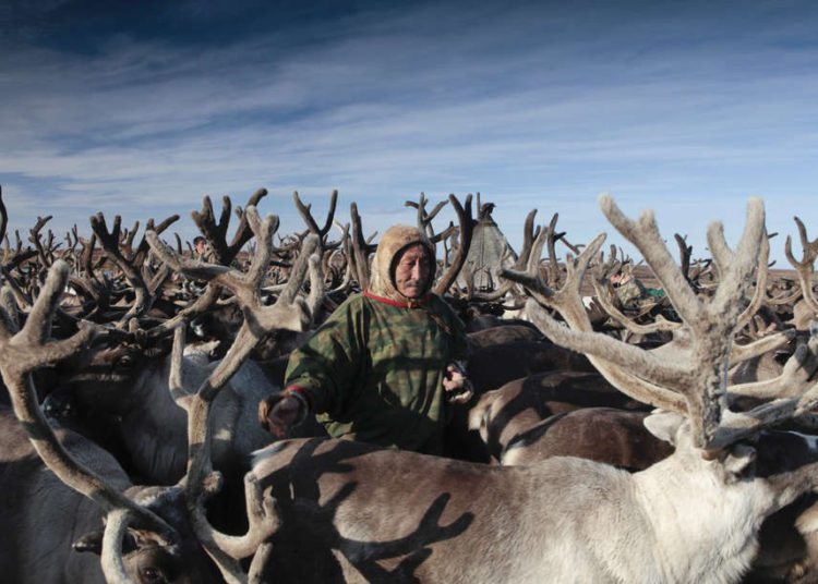 (VIDEO) Una manada de 3.000 renos sorprende a un conductor en Siberia