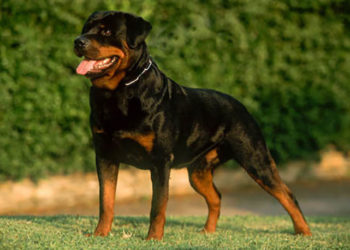 (VIDEO) Un perro ayuda a su dueño a hacer su rutina de ejercicios