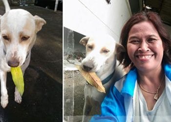 (VIDEO) Perro callejero lleva cada día un regalo a la mujer que lo alimenta