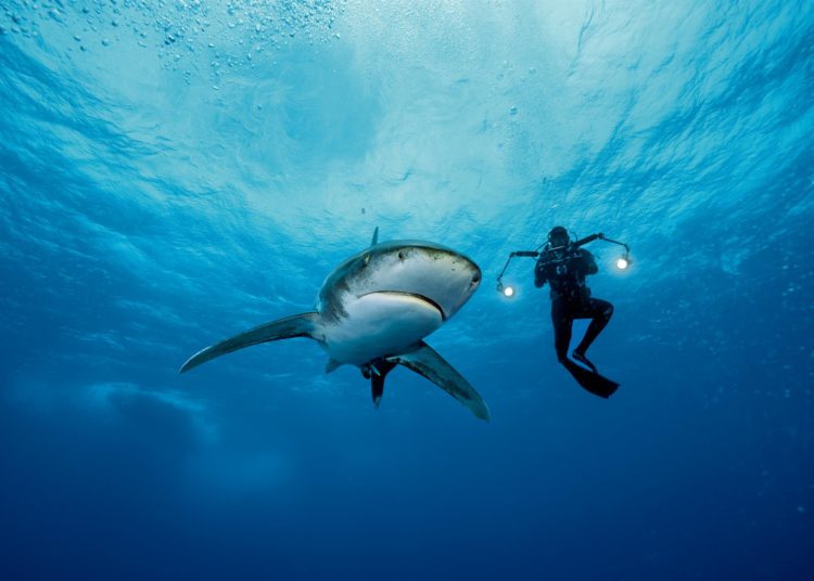 Un turista británico fue devorado por un tiburón: encontraron su mano en el estómago del escualo
