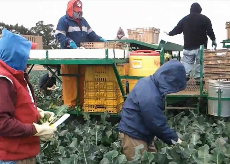 Ministro de Trabajo confirma que primer grupo de salvadoreños con visa de trabajo de EE.UU. saldrá en diciembre