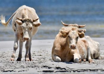 La historia de las vacas que se llevó el huracán Dorian y aparecieron vivas meses después