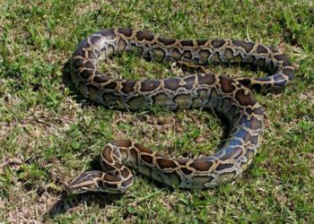 Hombre mata con un mazo a pitón de 4 metros que mordió a su hijo y trataba de arrastrarlo a unos arbustos