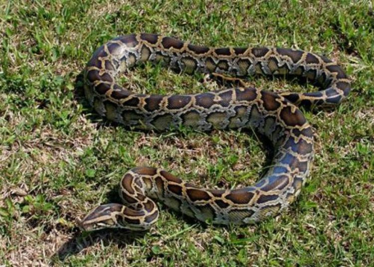 Hombre mata con un mazo a pitón de 4 metros que mordió a su hijo y trataba de arrastrarlo a unos arbustos