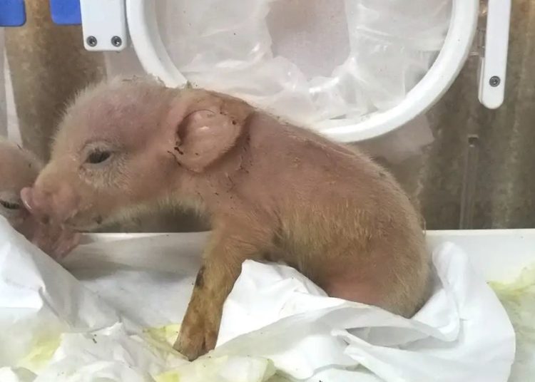 Nacen en China los primeros híbridos de cerdo y mono
