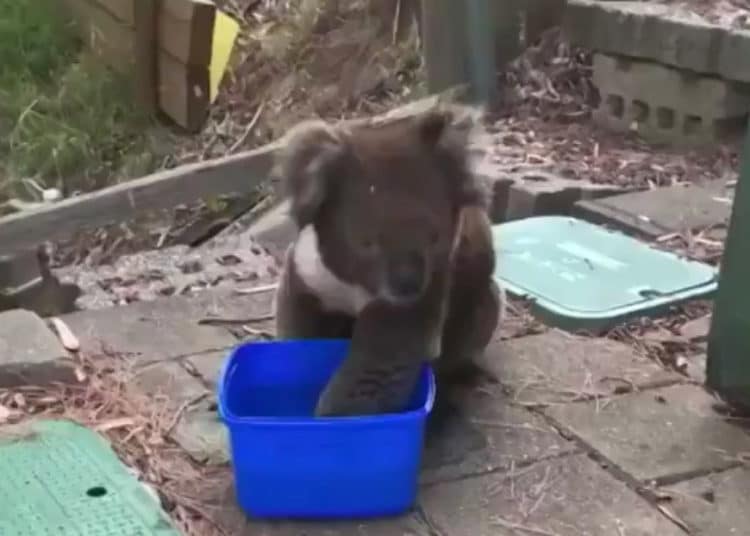 Un koala pide agua a los lugareños en medio de una ola récord de calor en Australia