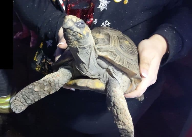 Rescatan a una tortuga ‘enojada’ después de provocar un incendio en la casa de sus dueños en Navidad
