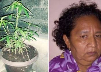 Hasta 15 años de cárcel enfrentaría mujer capturada con 7 plantas de marihuana que cultivaba como medicina