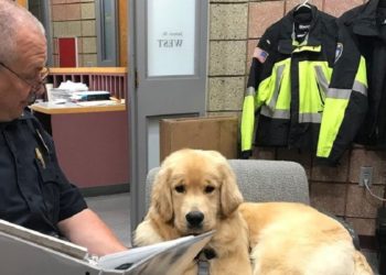 (VIDEO) Perro roba juguetes que la policía recolectaba para regalarlos a niños en esta navidad