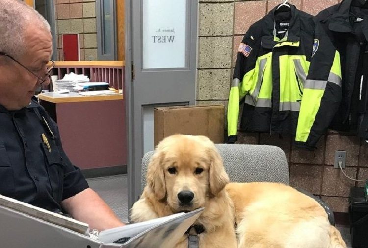 (VIDEO) Perro roba juguetes que la policía recolectaba para regalarlos a niños en esta navidad