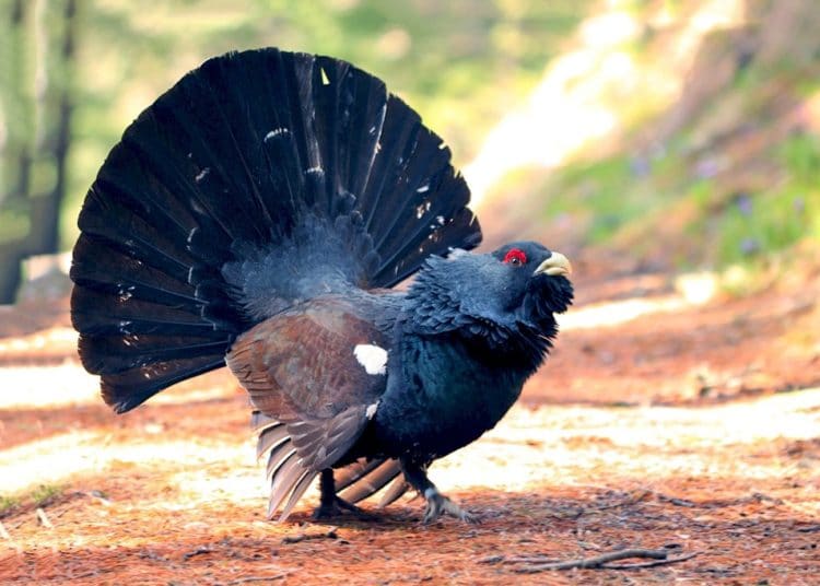 (VIDEO) Un ‘angry bird’ ataca a un esquiador ruso que lo cubrió de nieve en un derrape