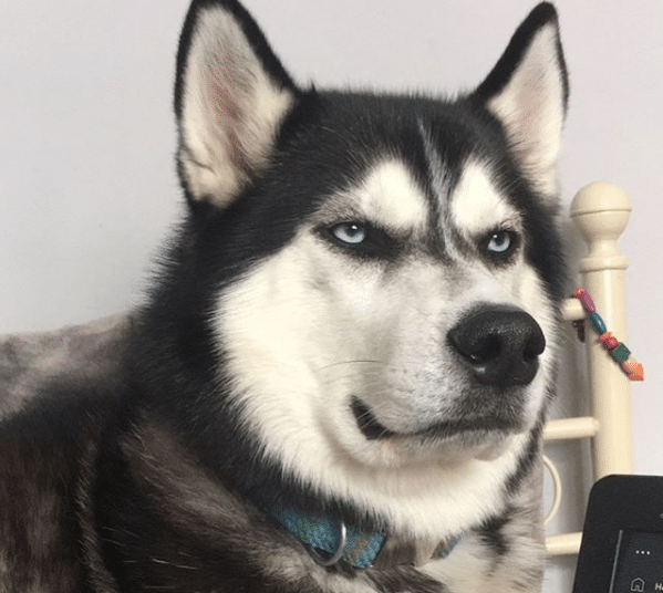 Anuko, el perro “enojado” que es toda una estrella en Internet