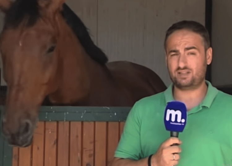 (VIDEO) Un reportero no puede hacer su trabajo porque un caballo lo hacía reír