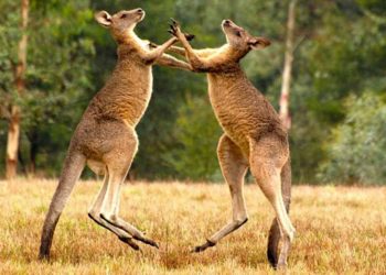 (VIDEO) Dos canguros protagonizan una intensa pelea en el patio de una casa
