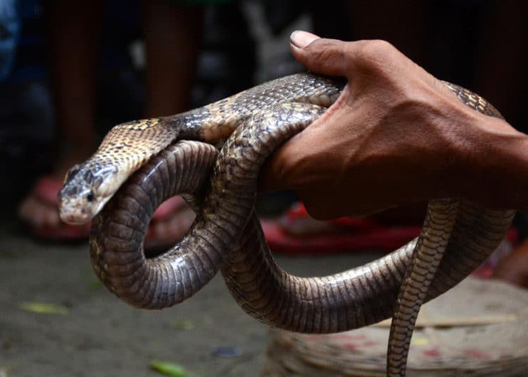(VIDEO): Intenta besar a una cobra y se arrepiente al momento