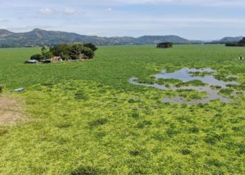 Piden declaratoria de emergencia ambiental en Embalse Cerrón Grande