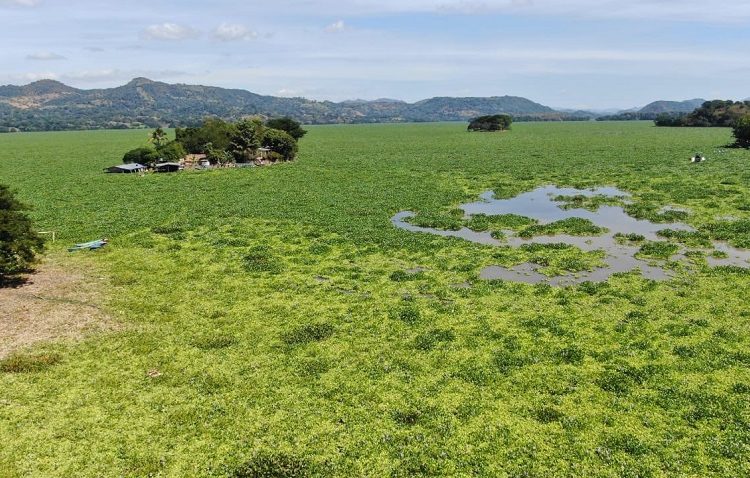 Piden declaratoria de emergencia ambiental en Embalse Cerrón Grande