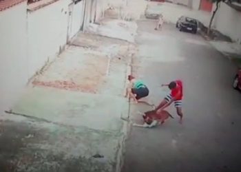 (Video) Un joven salva a un niño del ataque de un pitbull y luego lucha por su vida