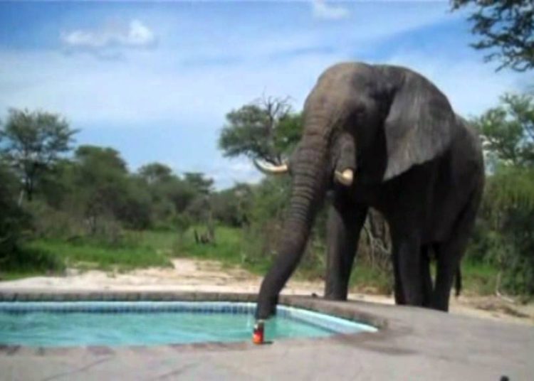 (VIDEO) Un inesperado visitante que le dio a una familia la sorpresa de sus vidas