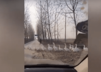 (VIDEO) Un conductor cede el paso a una fila de miles de gansos