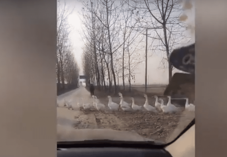 (VIDEO) Un conductor cede el paso a una fila de miles de gansos