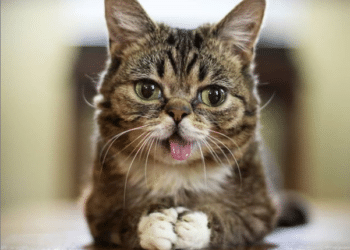 Murió Lil Bub, la gatita con enanismo que se hizo famosa en Instagram