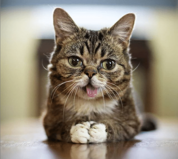 Murió Lil Bub, la gatita con enanismo que se hizo famosa en Instagram