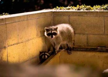 (VIDEO) Dos mapaches fingen ser estatuas cuando son descubiertos en un jardín