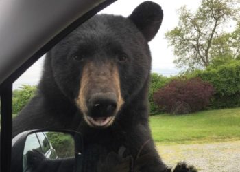 (VIDEO) Un oso abre la puerta de un auto y se pone al volante