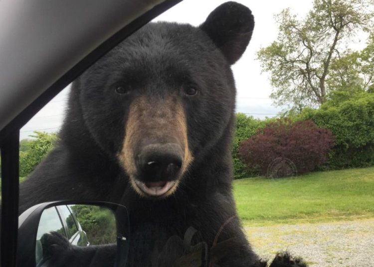 (VIDEO) Un oso abre la puerta de un auto y se pone al volante