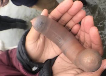 (VIDEO) Miles de seres con forma de pene aparecen varados en California