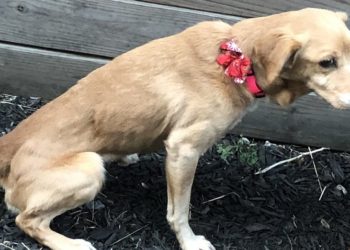 FOTOS: Olvida cerrar la puerta de su casa al día siguiente y recibe a un inesperado invitado