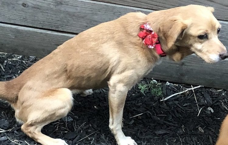FOTOS: Olvida cerrar la puerta de su casa al día siguiente y recibe a un inesperado invitado