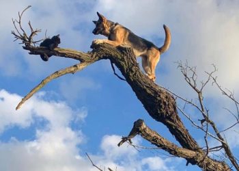 (FOTOS): Un perro queda atrapado en la cima de un árbol mientras perseguía a un gato y ambos son rescatados por los bomberos
