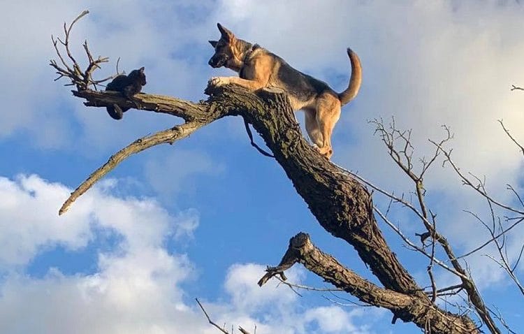 (FOTOS): Un perro queda atrapado en la cima de un árbol mientras perseguía a un gato y ambos son rescatados por los bomberos