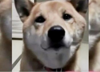 Su dueña le pide que ladre “más bajo” y el obediente perrito termina susurrando