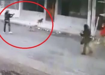 (VIDEO) Dos perros salvan a una mujer de ser asaltada por un delincuente en Ecuador