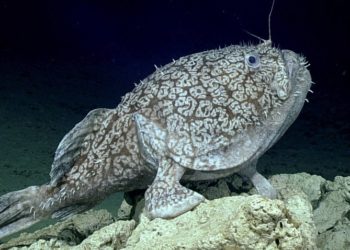 (VIDEO): Filman un pez capaz de ‘caminar’ con sus aletas y comer presas dos veces más grandes que él