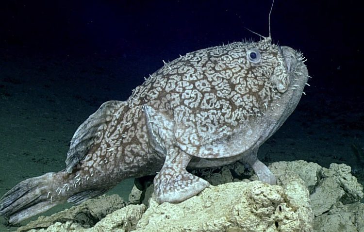 (VIDEO): Filman un pez capaz de ‘caminar’ con sus aletas y comer presas dos veces más grandes que él