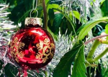 La policía detuvo a un hombre por adornar un planta de marihuana como árbol de Navidad
