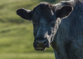 Un toro robado escapa de sus captores y aterroriza a un vecindario a las afueras de Buenos Aires